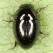 Olibrus millefolii (1.5–1.8 mm)