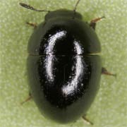 Phalacrus championi (2–2.5 mm)