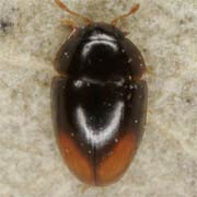 Stilbus oblongus (1.7–2.1 mm)