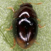 Stilbus testaceus (1.8–2.3 mm)