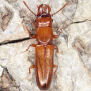 Prostomis mandibularis (5–6 mm)