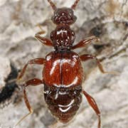 Batrisodes buqueti (1.9–2.2 mm)