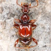 Batrisodes oculatus (2–2.2 mm)