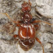 Batrisodes venustus (2–2.2 mm)