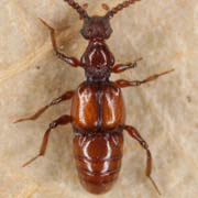 Batrisus formicarius (3.1–3.5 mm)