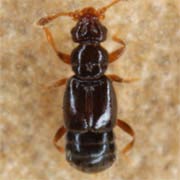 Bibloporus bicolor (1.2–1.4 mm)