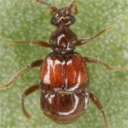 Brachygluta haematica (1.7–1.9 mm)