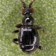 Bryaxis bulbifer (1.3–1.5 mm)