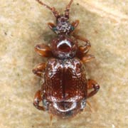 Bryaxis clavicornis (1.5–1.7 mm)