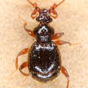Bryaxis curtisii (1.5–1.7 mm)