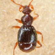 Bryaxis puncticollis (1.2–1.4 mm)