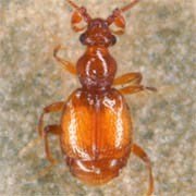 Bythinus macropalpus (1.2–1.3 mm)