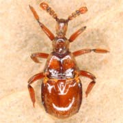 Claviger testaceus (2.1–2.3 mm)