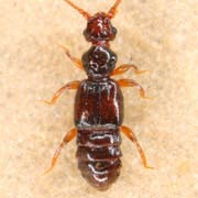 Euplectus kirbyi (1–2 mm)
