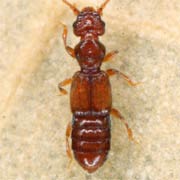 Euplectus punctatus (1.4–1.6 mm)