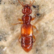 Plectophloeus nitidus (1.3–1.5 mm)