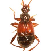 Rybaxis longicornis (1.8–2.4 mm)