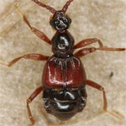 Tyrus mucronatus (2–2.3 mm)