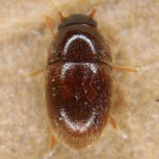 Nossidium pilosellum (1.2–1.3 mm)