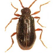 Ptinus subpilosus (2–2.8 mm)