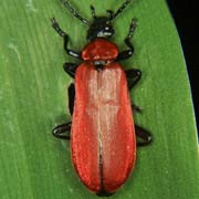 Pyrochroa coccinea (14–15 mm)