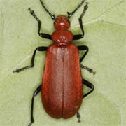 Pyrochroa serraticornis (10–14 mm)