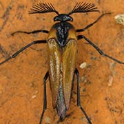 Metoecus paradoxus (8–12 mm)