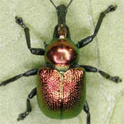 Byctiscus populi (4–5.5 mm)