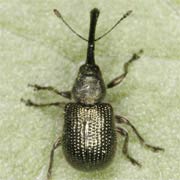 Caenorhinus aeneovirens (2.3–3.8 mm)