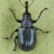 Caenorhinus interpunctatus (2.5–3.4 mm)