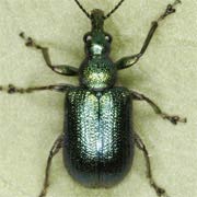 Lasiorhynchites sericeus (5.2–6.4 mm)