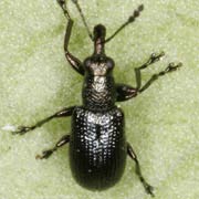 Pselaphorhynchites nanus (1.8–2.8 mm)