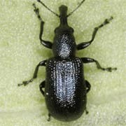 Pselaphorhynchites tomentosus (2.3–3.4 mm)