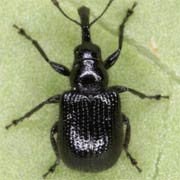 Rhynchites aethiops (2.5–3.5 mm)