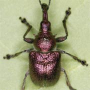 Rhynchites auratus (5.5–9 mm)
