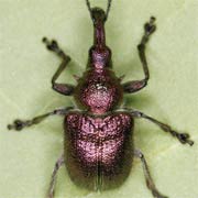 Rhynchites auratus (5.5–9 mm)