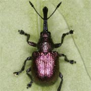 Rhynchites bacchus (4.2–6.8 mm)