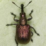 Rhynchites cupreus (3.5–4.5 mm)