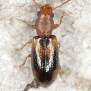 Lissodema denticolle (2.5–3.3 mm)