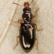 Salpingus planirostris (3–3.5 mm)