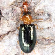 Salpingus ruficollis (3.3–4.5 mm)