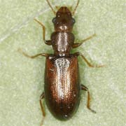 Sphaeriestes castaneus (3–3.3 mm)