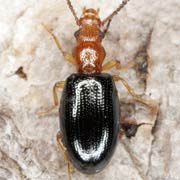 Vincenzellus ruficollis (3.3–4.5 mm)
