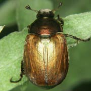 Anomala dubia (12–15 mm)