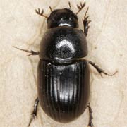 Aphodius ater (3–5.5 mm)