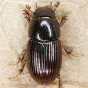 Aphodius biguttatus (2.5–3 mm)