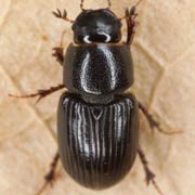 Aphodius coenosus (4.5–5.5 mm)