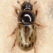 Aphodius conspurcatus (4–5 mm)