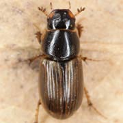 Aphodius consputus (3.5–5.5 mm)