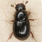 Aphodius corvinus (3–4 mm)